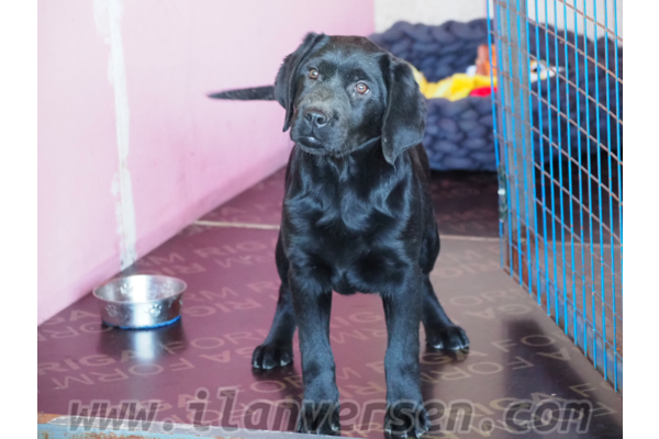 Labrador Çengelköy Mah.