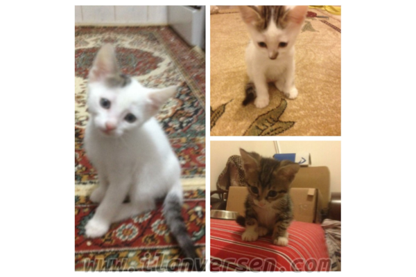 kedi Ankara fiyatları