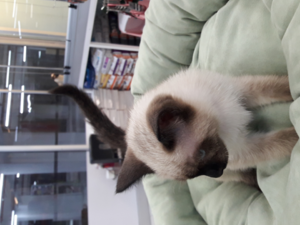 Siyam kedi Nilüfer