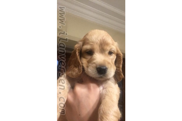 yaş 0-3 Aylık köpek Ergene Mah.