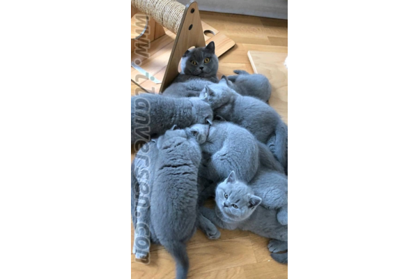 British shorthair Dişi ve Erkek Çayyolu Mah.