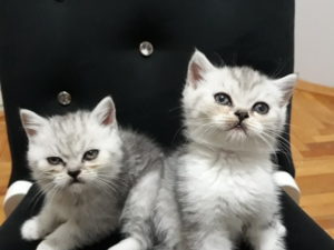 Yalı Mah. kedi ilanı