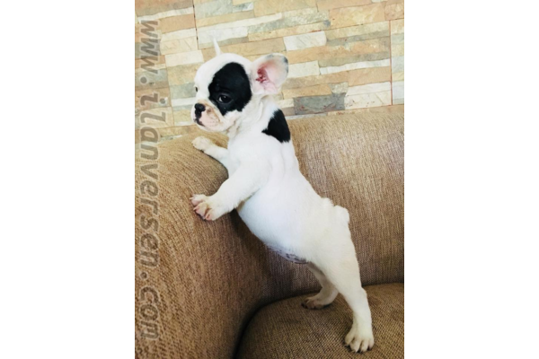 French bulldog 1 TL Altınkum Mah.