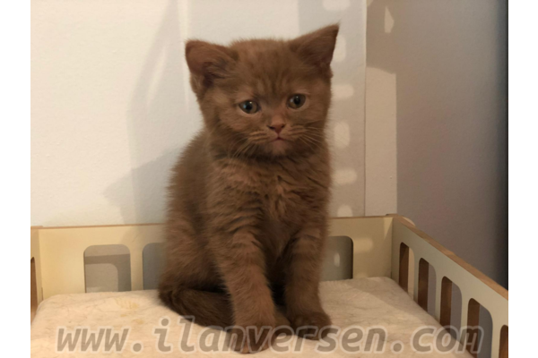 Dişi kedi Merkez Mah.