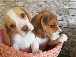 köpek Beagle fiyatları