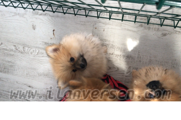Pomeranian Sahibinden 1000 TL