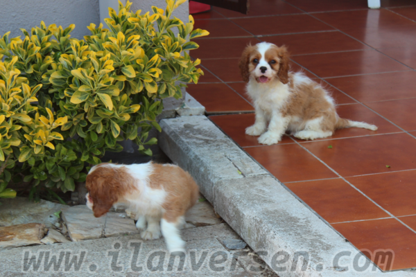 Cavalier king Charles yaş 0-3 Aylık Merkez Mah.