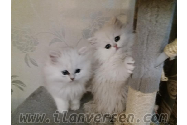 Chinchilla ilanları