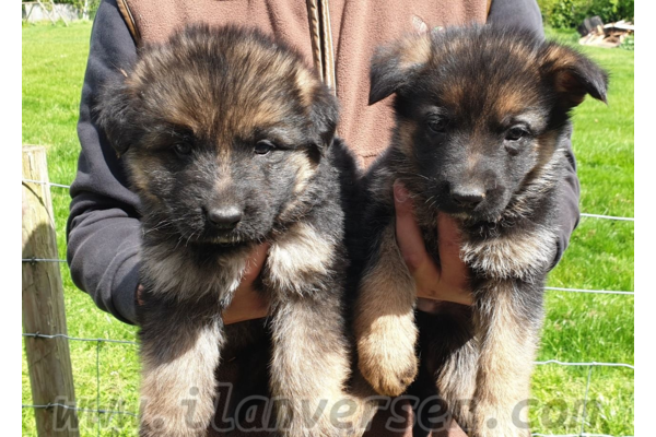köpek ilanlari Ergene Mah.