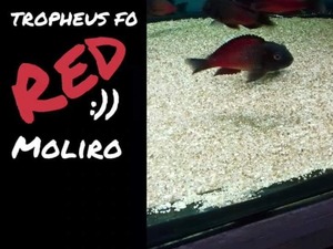 tropheus f0 red moliro piyasada bu kalitede anac yoj