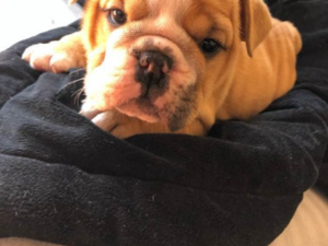 English bulldog Dişi ve Erkek Doğanbey Mah.