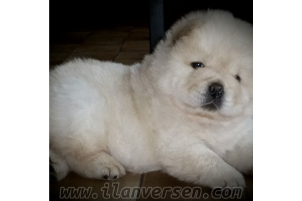Chow Chow 1 TL Akçay Mah.