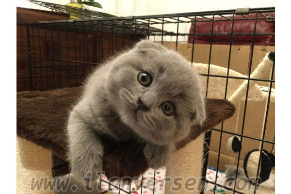 Scottish fold ilanları