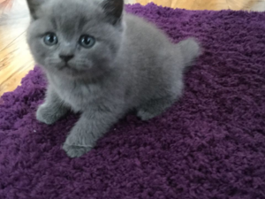 British shorthair Sahibinden 1 TL