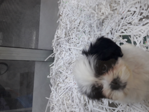 yaş 0-3 Aylık köpek Balat Mah.