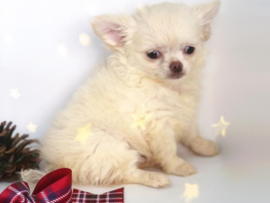 Chihuahua 1 TL Bahçelievler Mah.
