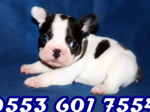 denizli satılık köpek French bulldog yaş 0-3 Aylık Merkez Efendi Mah.