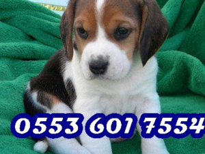satılık beagle yaş 0-3 Aylık köpek Ergene Mah.