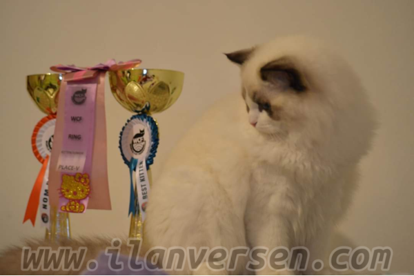 Dişi ve Erkek kedi Hacıahmet Mah.