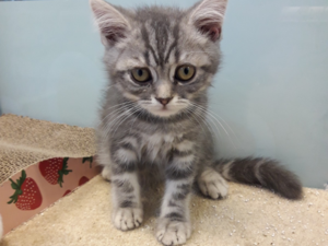 British shorthair 0-3 Aylık Balat Mah.