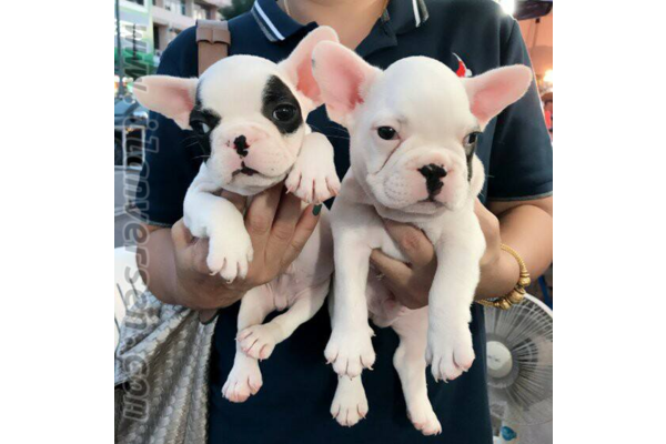 French bulldog Dişi ve Erkek köpek