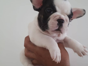 French bulldog yaş 0-3 Aylık Altınkum Mah.