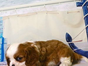 Cavalier king Charles yaş 0-3 Aylık