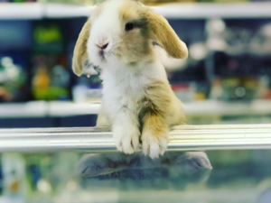  PetShoptan Lop tavşan fiyatları