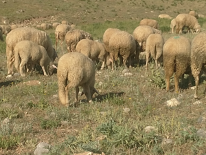 Mevlütlü Köyü hayvanlar ilanı ver