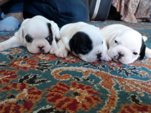 yaş 0-3 Aylık köpek Altınkum Mah.