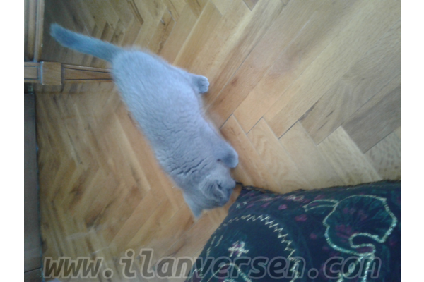 Scottish fold 0-3 Aylık Demetlale Mah.