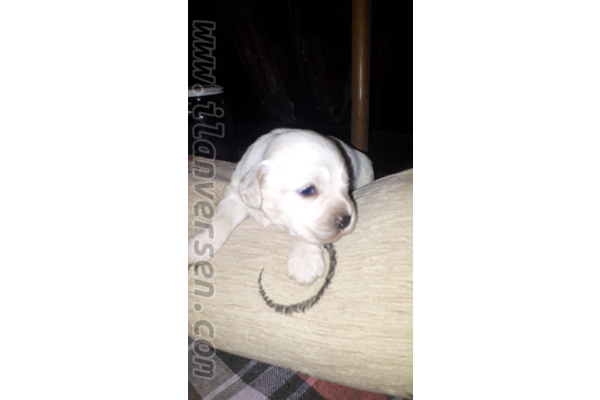 Diğer köpek ırkı köpek Darıca