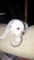 Diğer köpek ırkı köpek Darıca