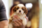 köpek Cavalier king Charles fiyatları