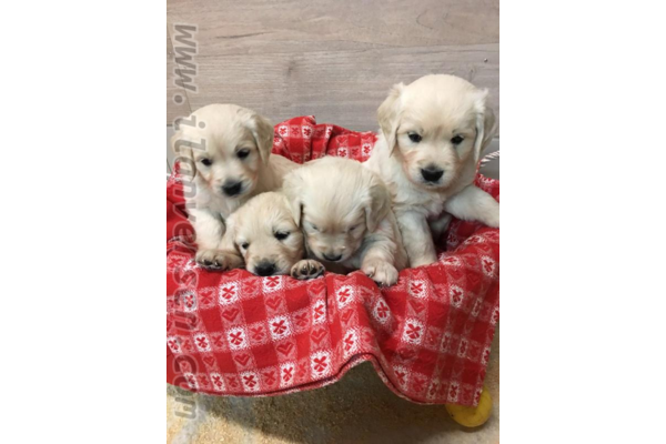 Dişi ve Erkek köpek Altınkum Mah.