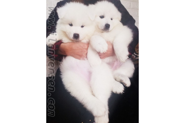 Fevzi Çakmak Mah. köpek fiyatları