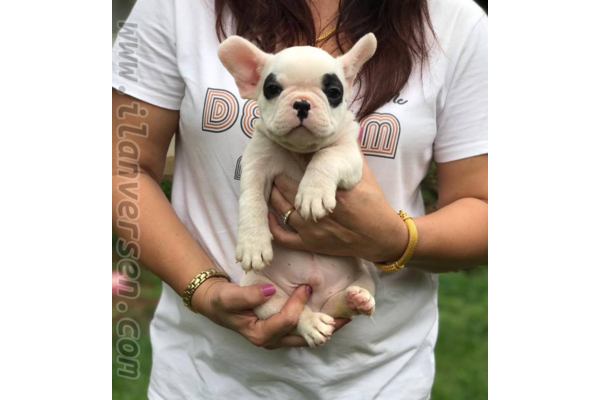 Dişi ve Erkek köpek Altınkum Mah.
