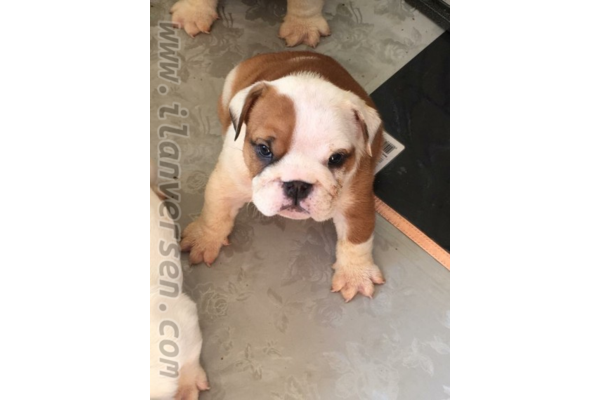 Buldog Sahibinden 4500 TL