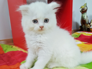 Scottish fold 1 TL Merkez Mah.