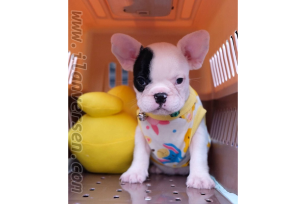 French bulldog yaş 0-3 Aylık Adnan Menderes Mah.