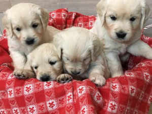 Altınkum Mah. köpek ilanları