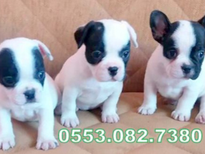 French bulldog yaş 0-3 Aylık