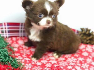 Chihuahua köpek Pendik