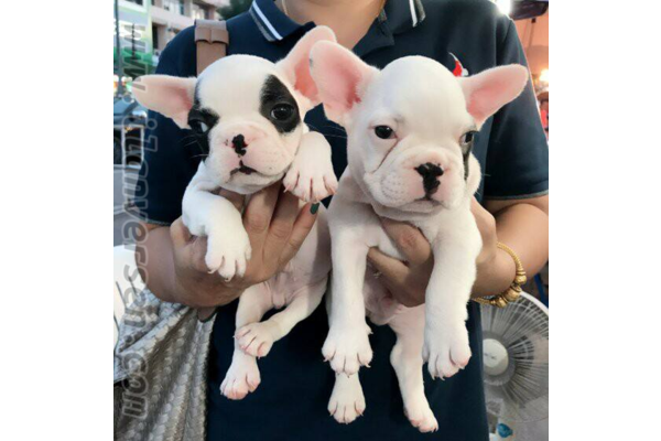 Dişi ve Erkek köpek Altınkum Mah.