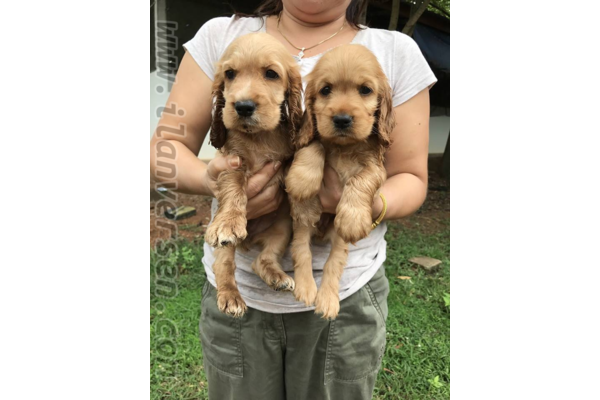 Altınkum Mah. köpek ilanları