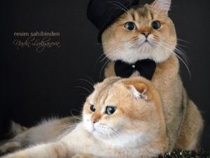 Scottish fold ilanları