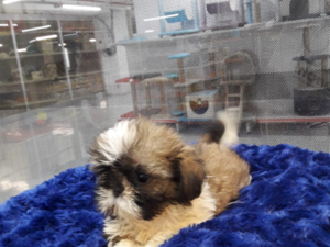 Shih-Tzu Sahibinden Balat Mah.