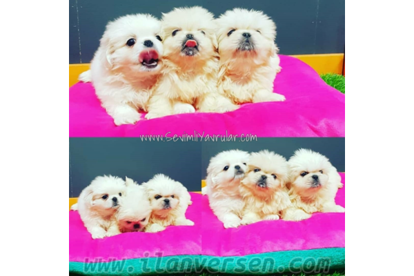Fevzi Çakmak Mah. köpek fiyatları