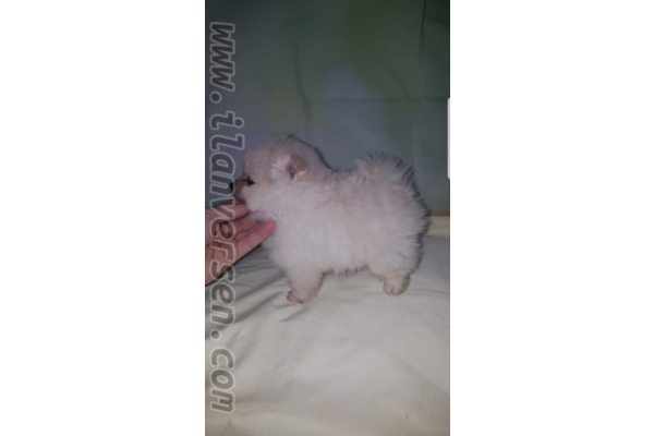 Abımıstık köpek ilanı ver