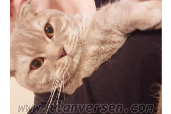 Bahriye Üçok Mah. kedi ilanları